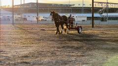 Two Strap Farm Harness  Team Set